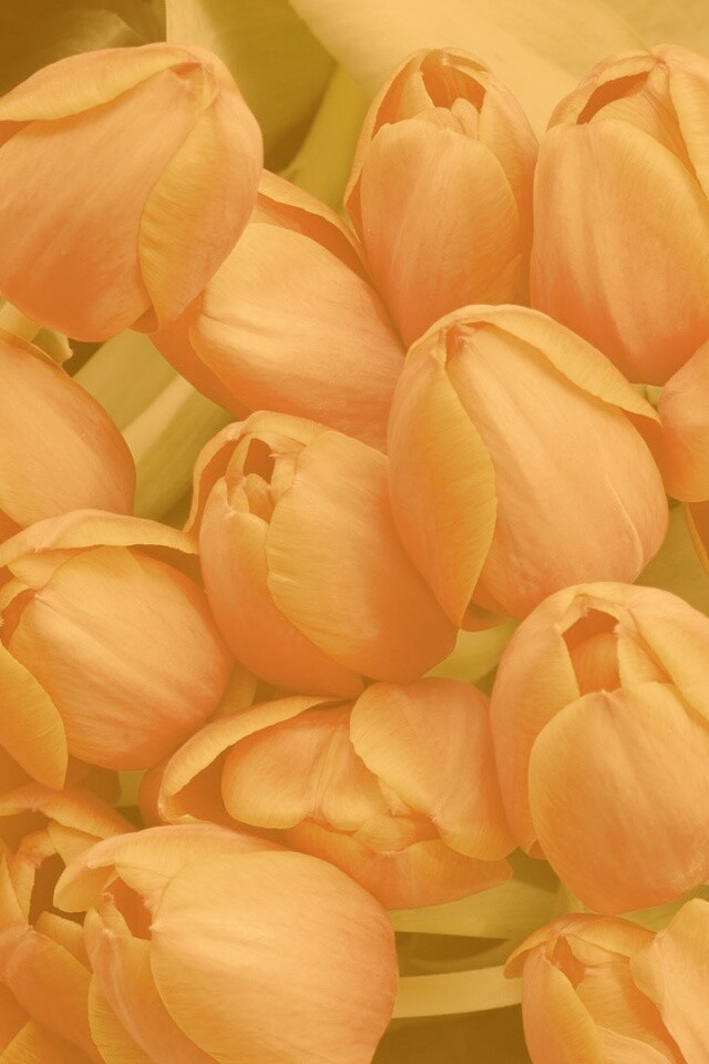 Букет красных тюльпанов обои