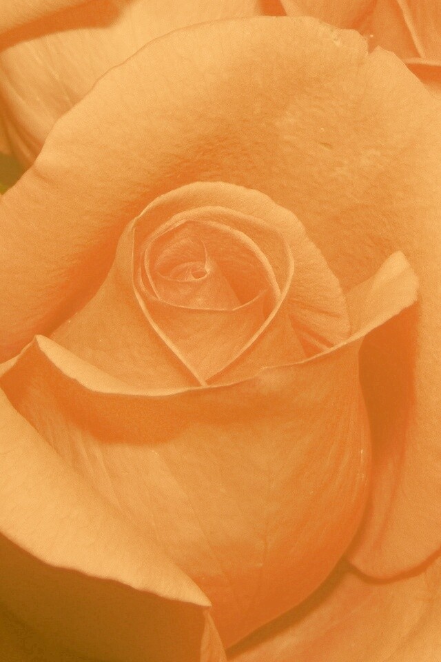 Бутон розы обои