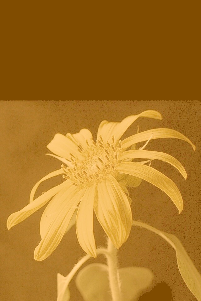 Жёлтый цветок на чёрном фоне обои