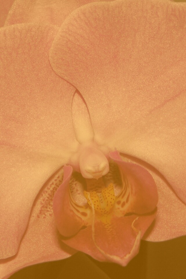 Фиолетовая орхидея обои