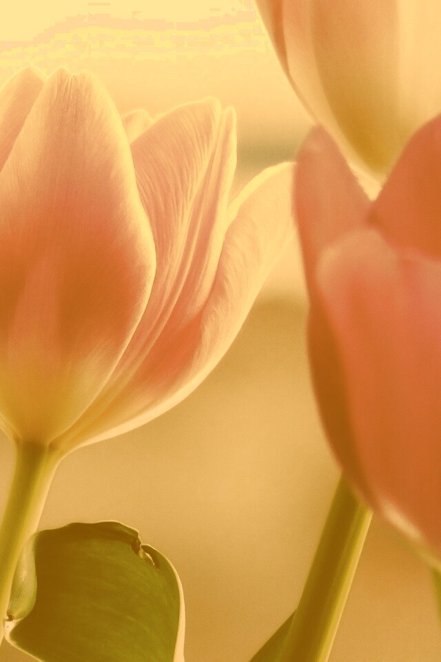 Тюльпаны обои