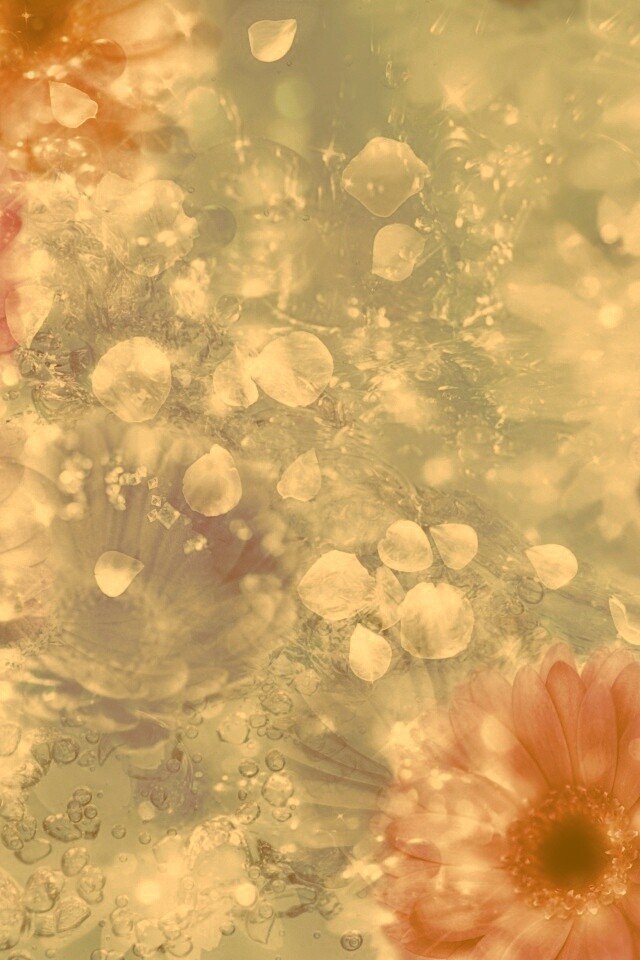 Цветочная эйфория обои