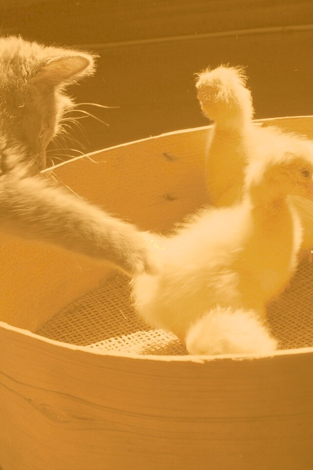 Котенок играет с утятами обои