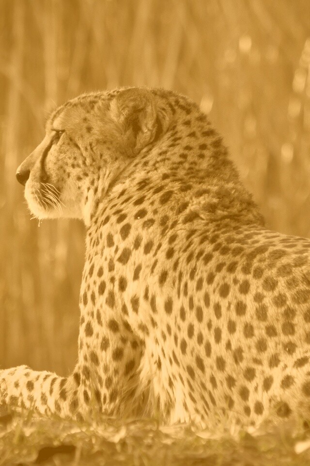 Гепард обои