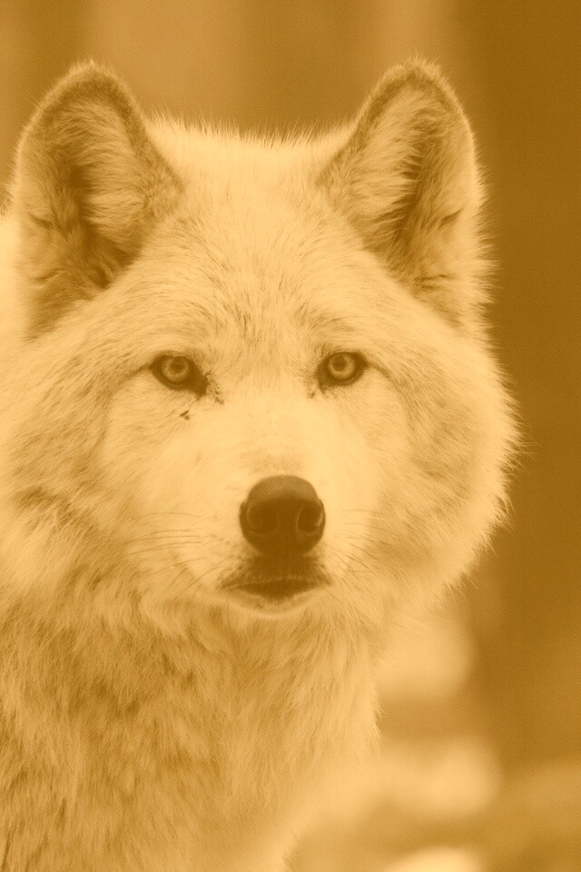 Белые волки обои