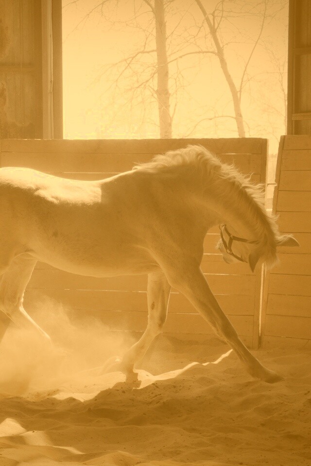 Белая лошадь в загоне обои