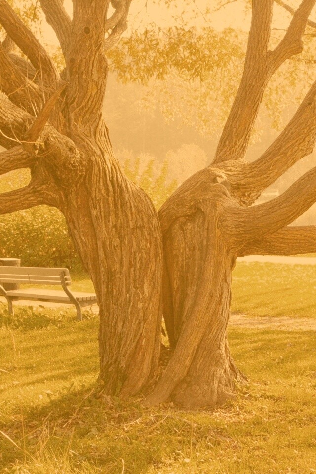 Старые сросшиеся деревья обои