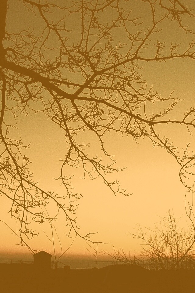 Закат сквозь ветки деревьев обои