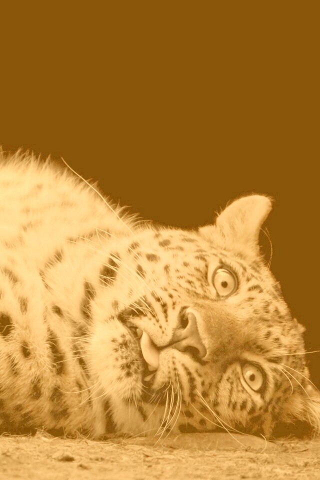 Большая пятнистая кошечка обои