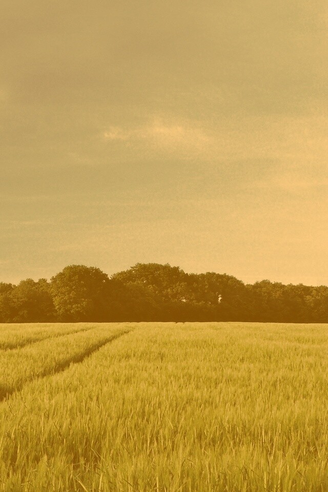 Следы колеи в поле обои