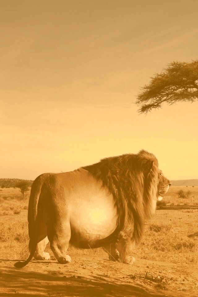 Толстый лев обои