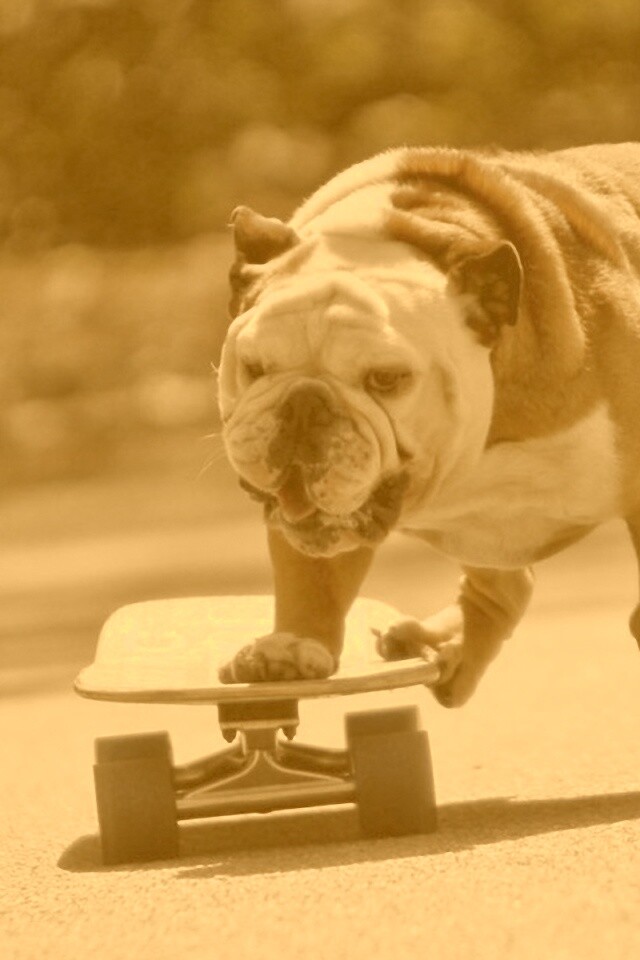 Собака на скейтборде обои