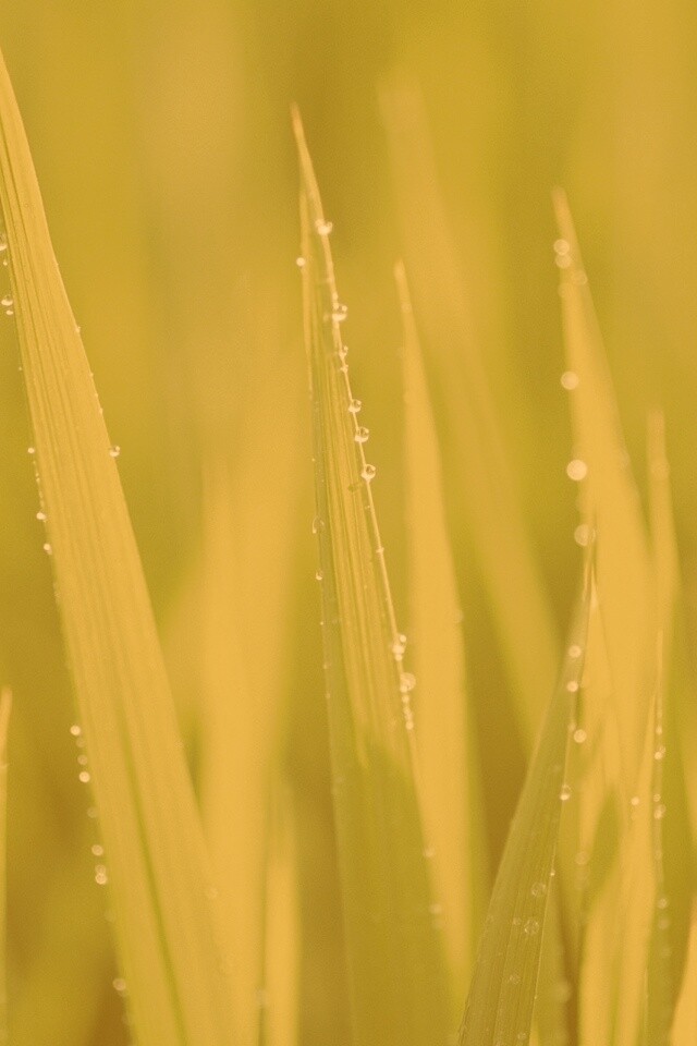 Яркая зеленая трава обои