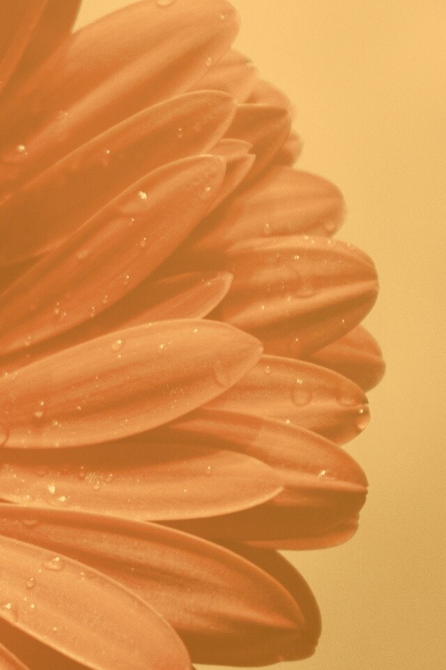 Красная гербера обои