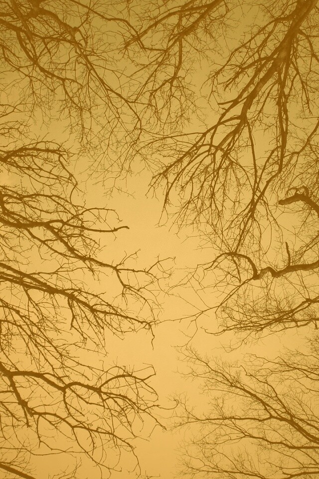 Голые кроны деревьев на фоне неба обои