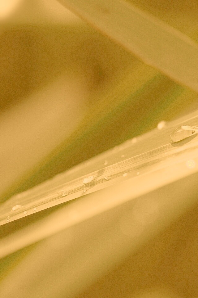 Капли росы на листе обои