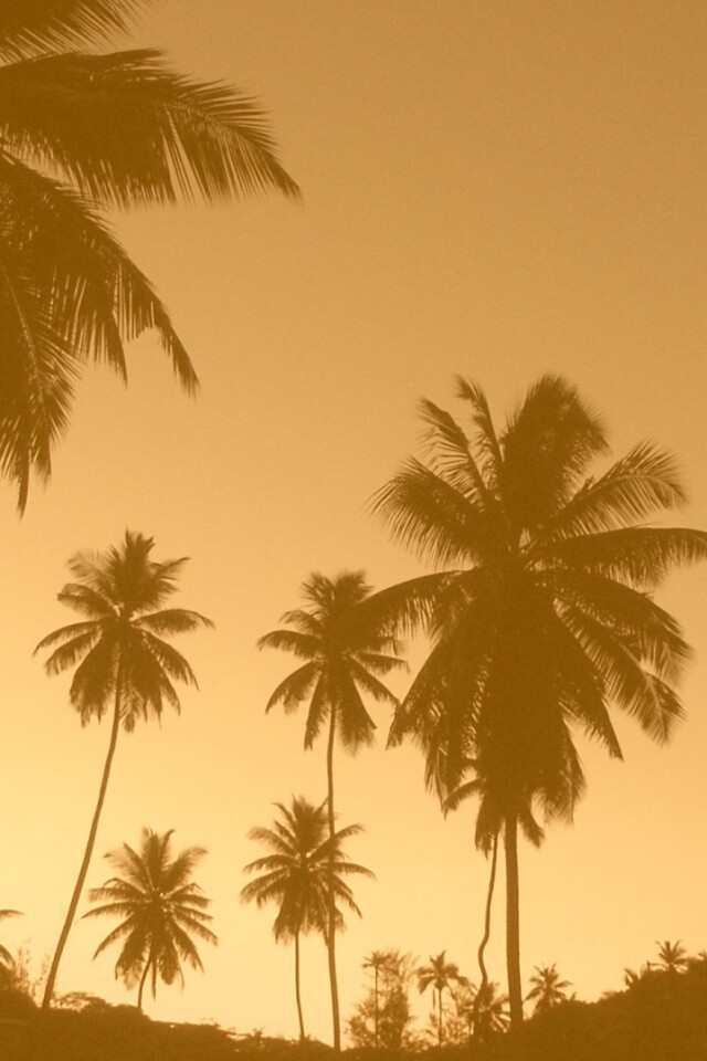 Пальмы на фоне фиолетового неба обои