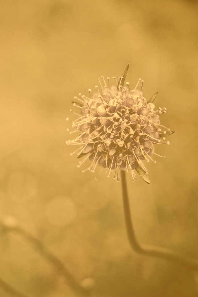 Цветок в макро обои