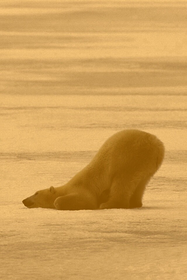 Полярный мишка в смешной позе обои