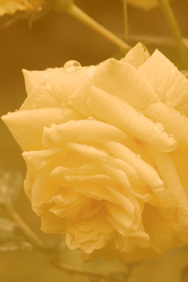 Желтая роза обои