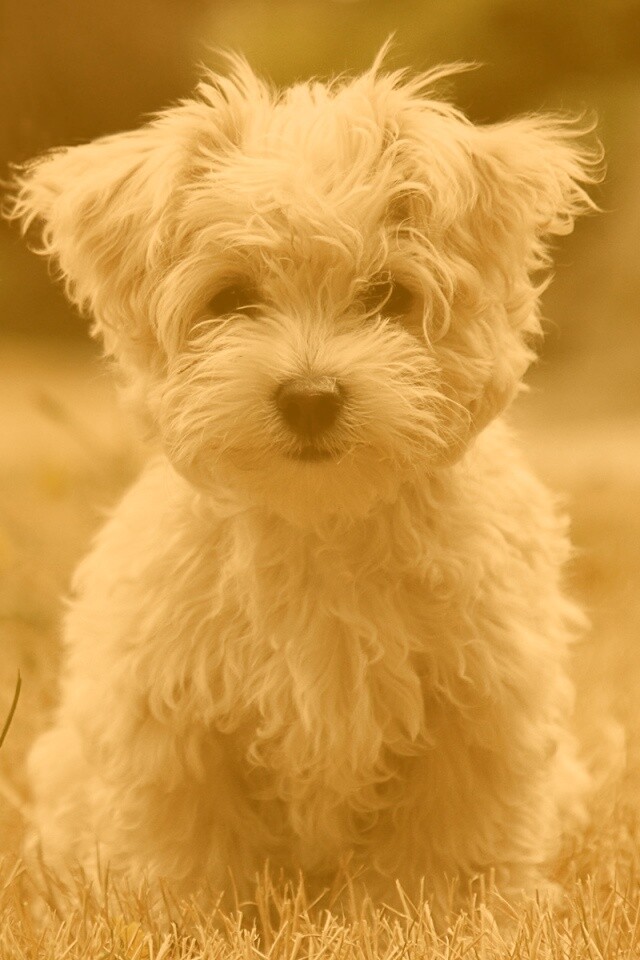 Щенок болонки обои