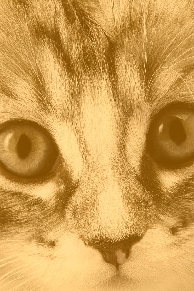 Пушистый котенок обои