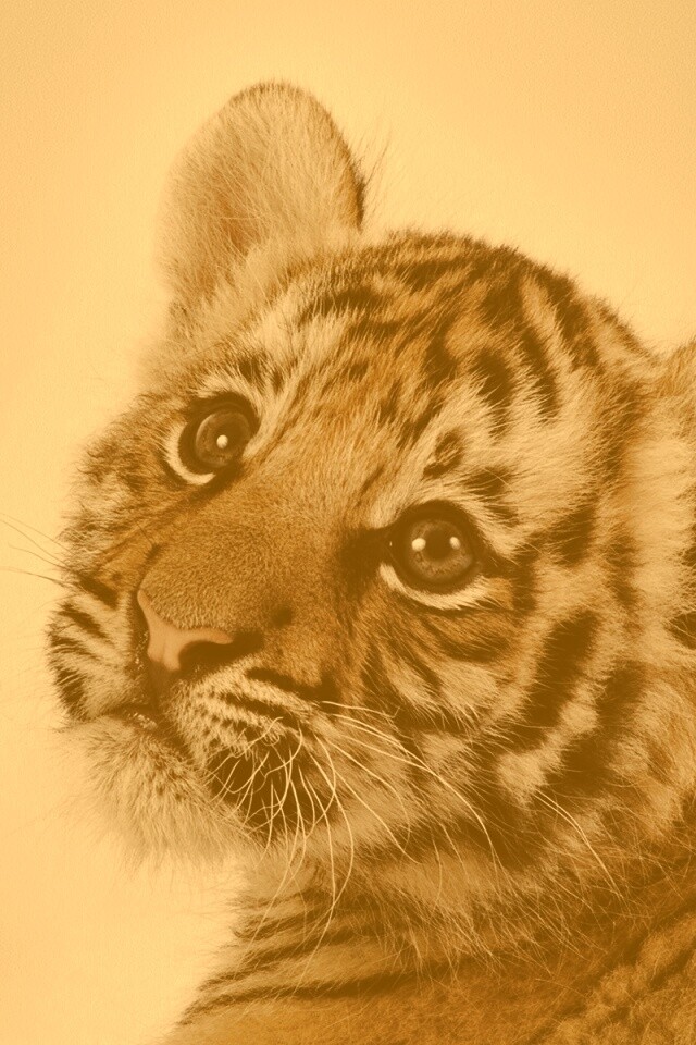 Тигрёнок с грустным взглядом обои