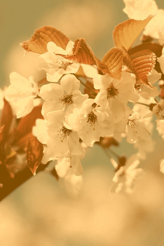 Белые цветы вишни обои