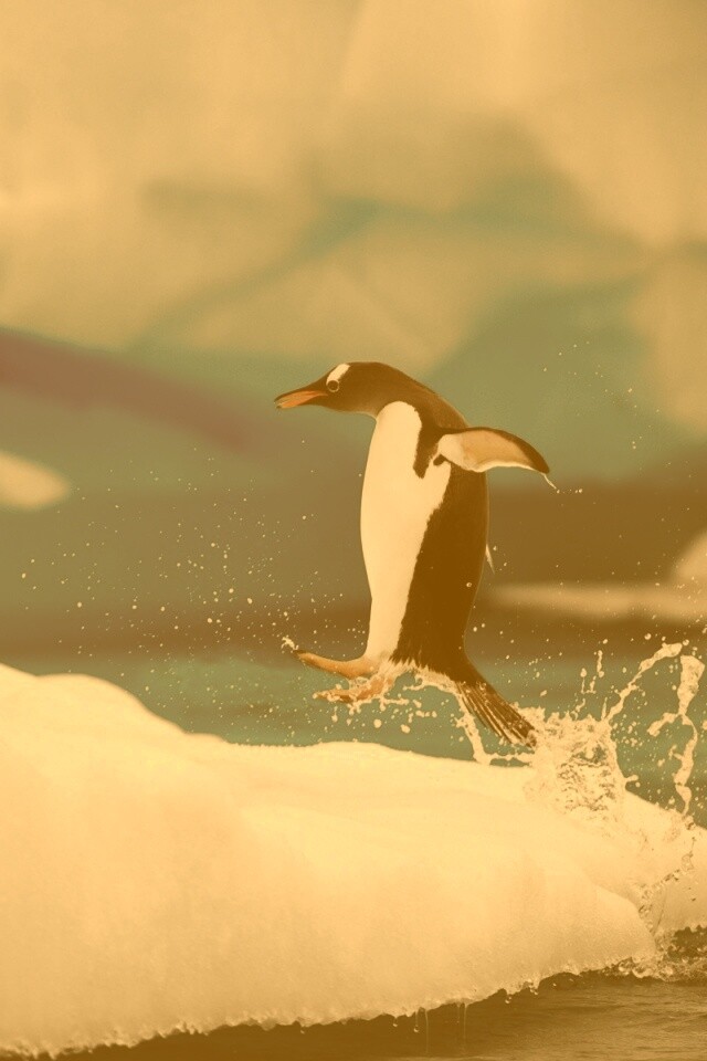 Пигвин запрыгивает на льдину обои