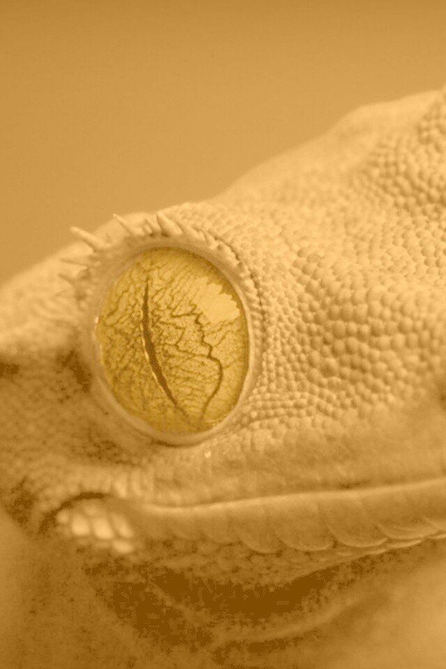 Ящерка обои