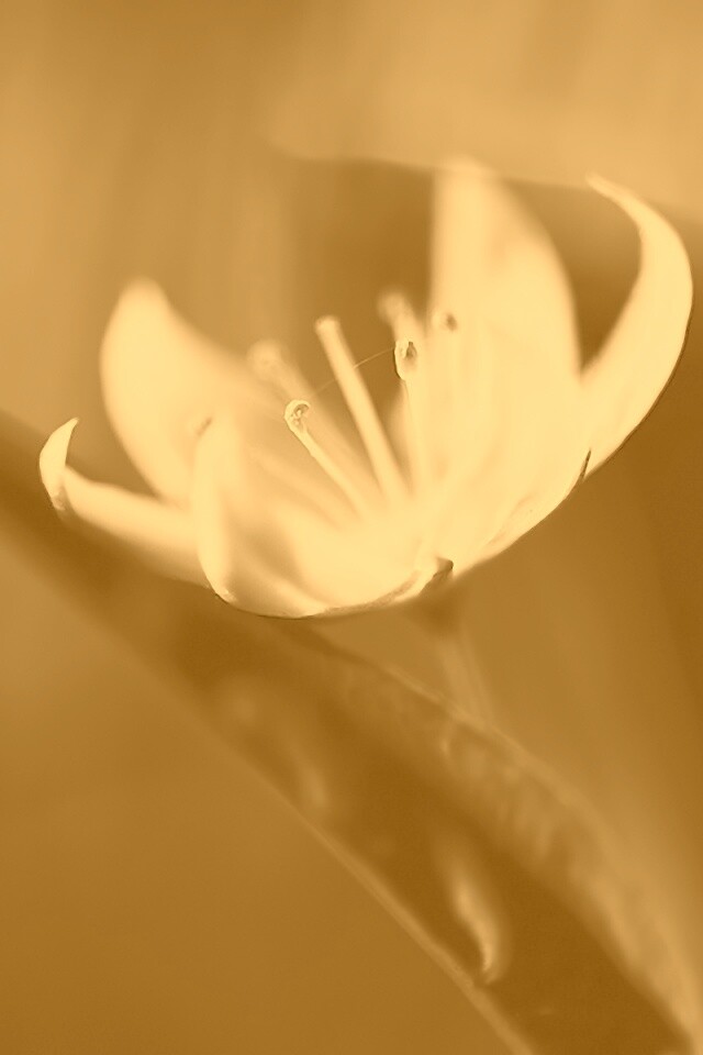 Белый цветок обои