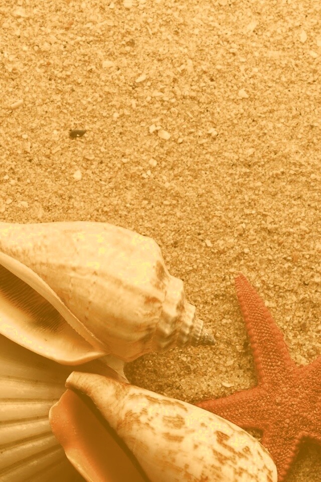 Морские раковины и звезды обои