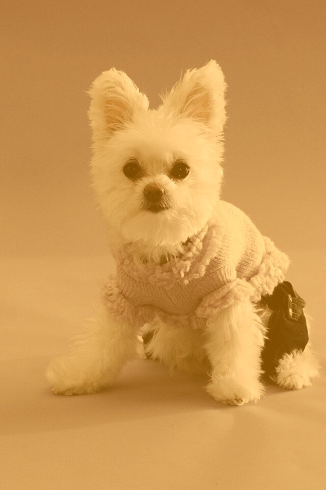 Собачка в свитере обои