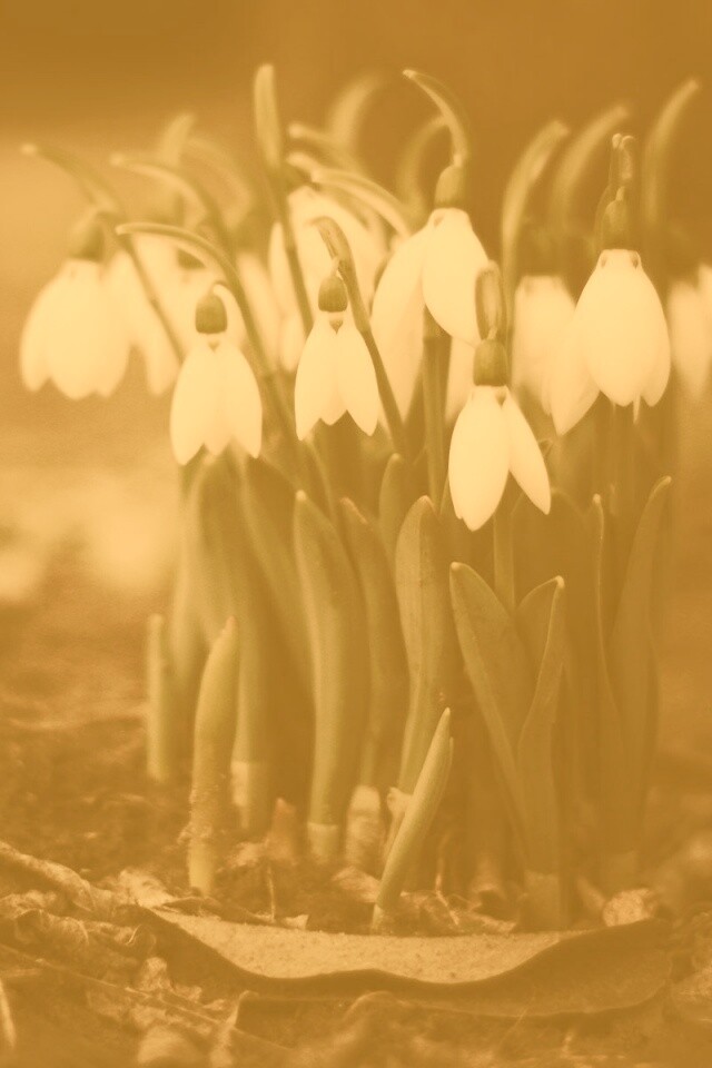 Подснежники - весенние цветы обои