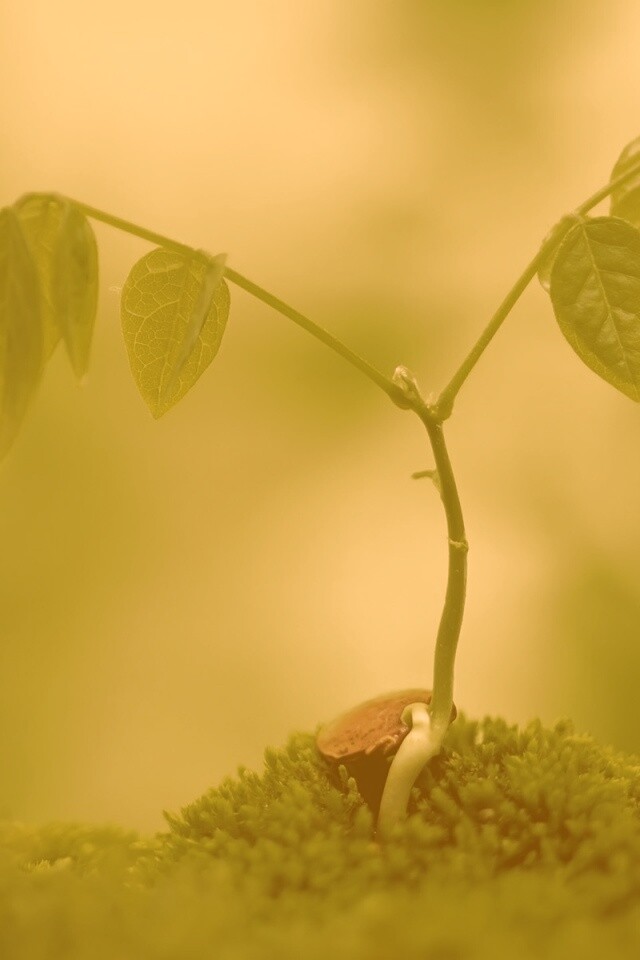 Молодой росток обои