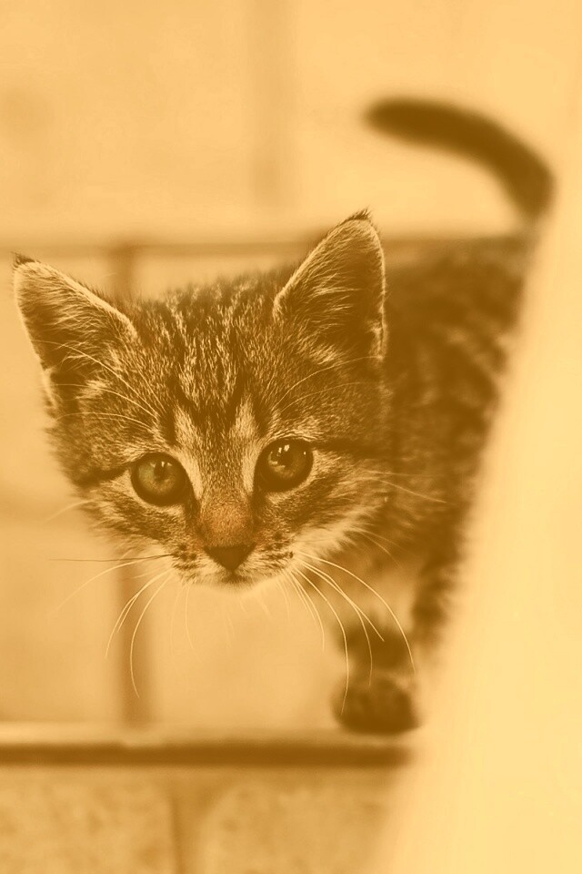 Коётнок выглядвает обои