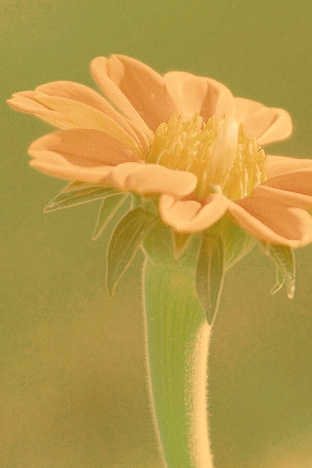 Красивый красный цветок обои