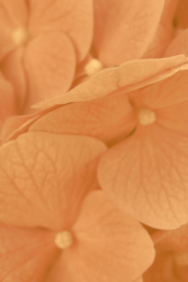 Фиолетовые нежные цветы обои