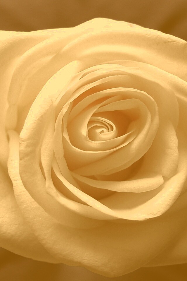 Белая роза на синей ткани обои