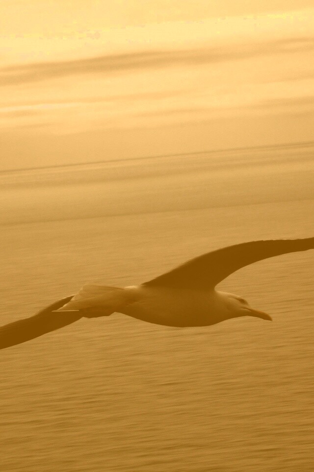 Чайка в полете обои