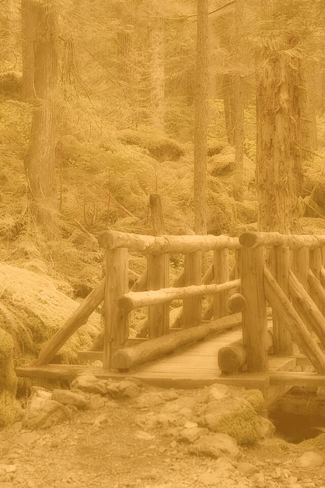 Бревенчатый мост в лесу обои