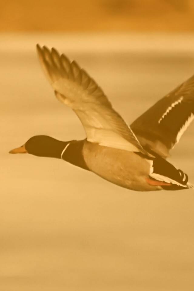 Полёт утки обои