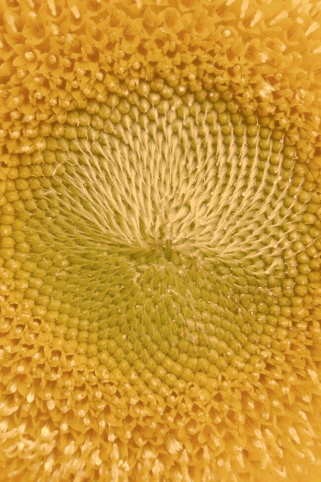 Недозревший подсолнух обои