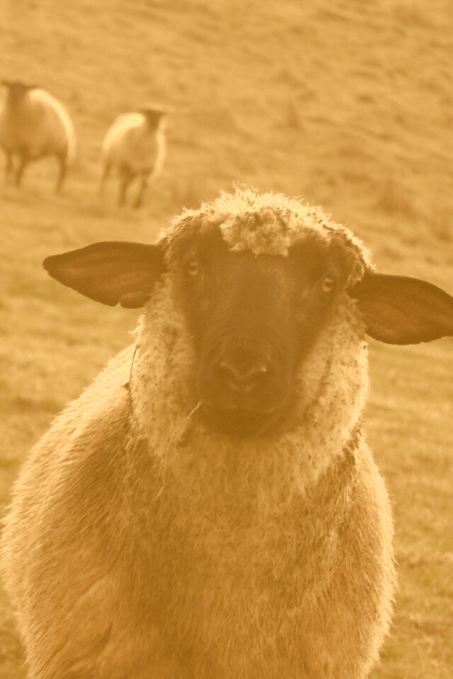 Овцы на пастбище обои