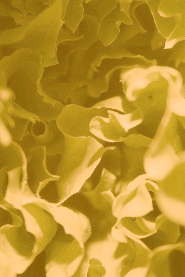 Зеленая листва обои