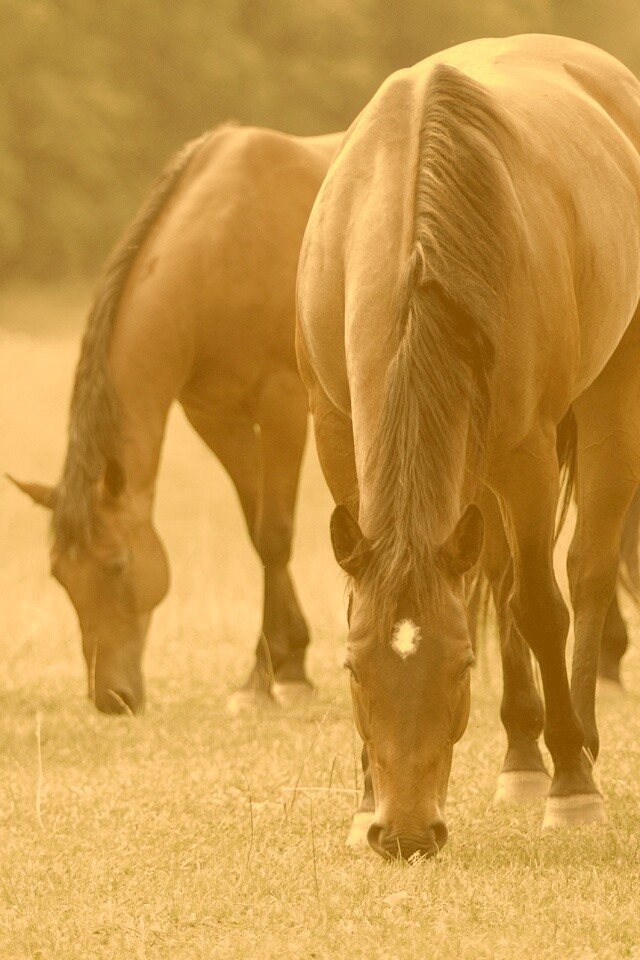 Время пощипать травку обои