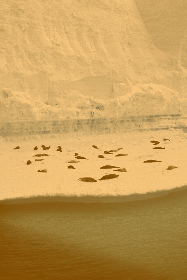 Лежбище тюленей обои