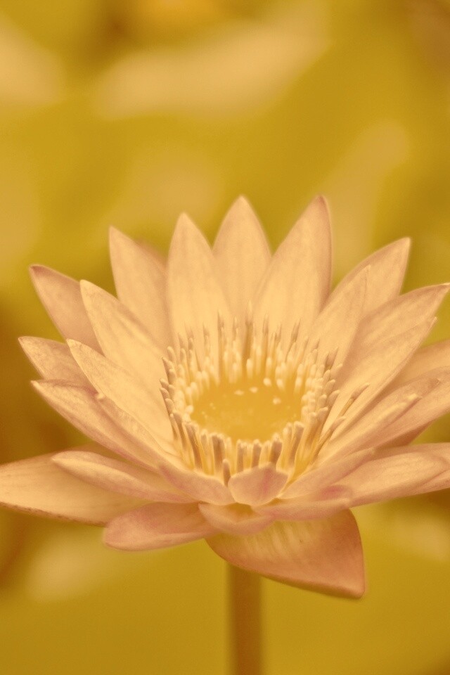 Фиолетовый цветок обои