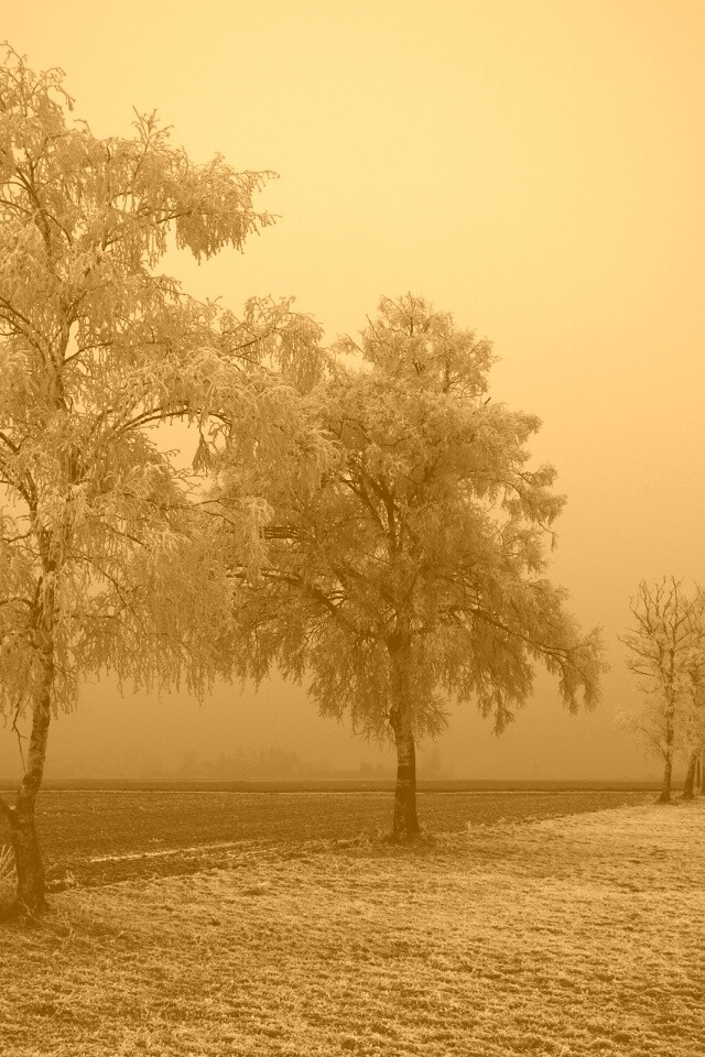 Первый снег обои