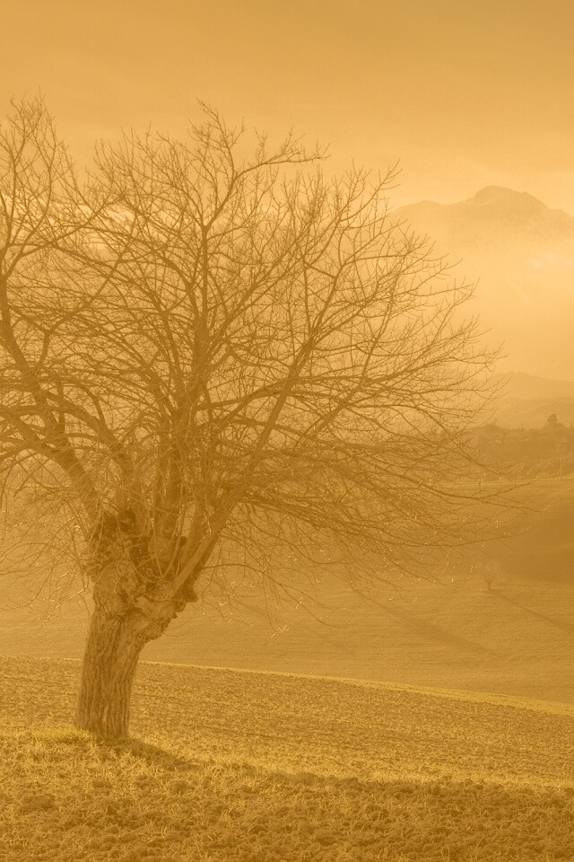 Дерево и горы обои